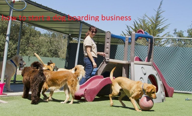 how to start a dog boarding business