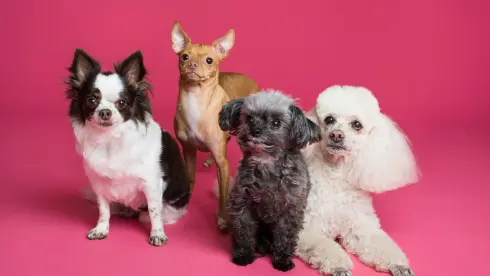 how to start a dog boarding business